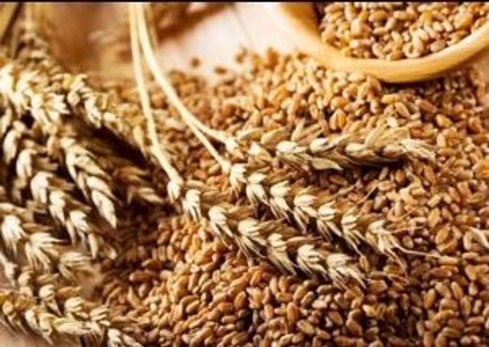 Зерно пшеницы 