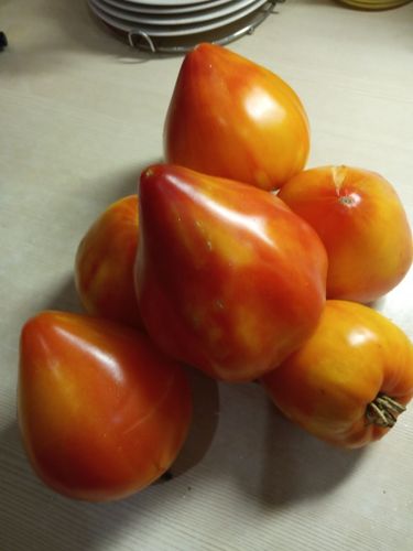 Продам рассаду помидор и перцев 