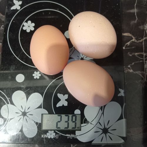 Яйцо диетическое от домашних кур