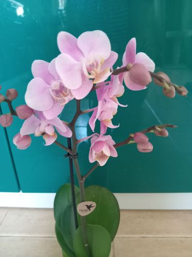 Сортовая орхидея 