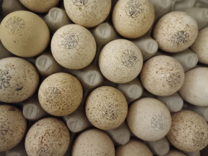 Инкубационное яйцо индейка Канада Хайбрид Конверте