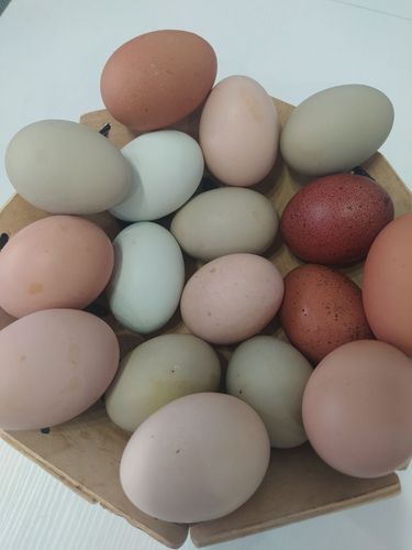 Яйца инкубационные куриные .мясо- яичной породы 