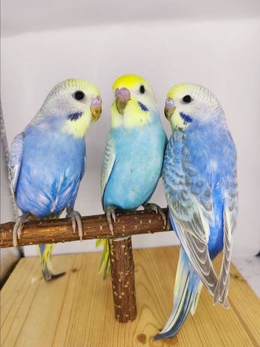 Волнистые попугаи. Фото сегодняшнее. Настоящее