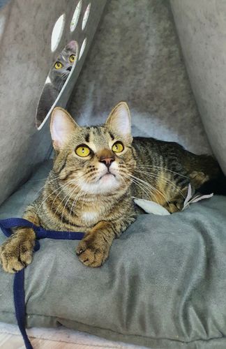 Оливер ищет дом/кот/котёнок