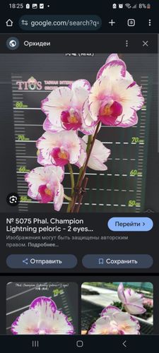 Орхидея Champion на брони до 28 апреля
