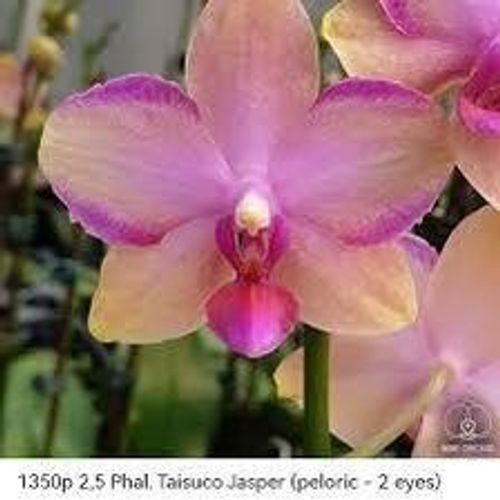Орхидея Тайсуко Джаспер /почта