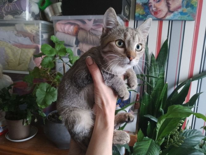 Котята в хорошие руки