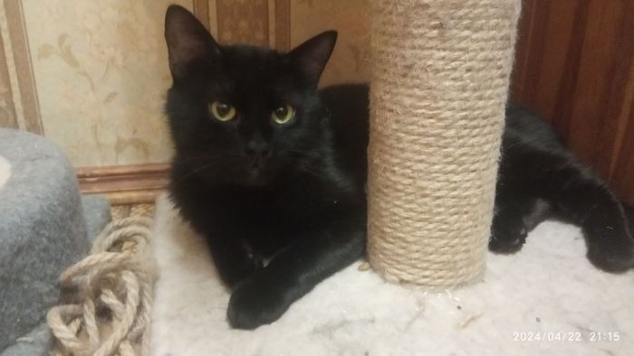 Черный котик Кузя спасён с улицы и ищет дом