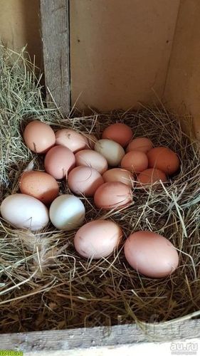 Домашние Куриные Яйца 