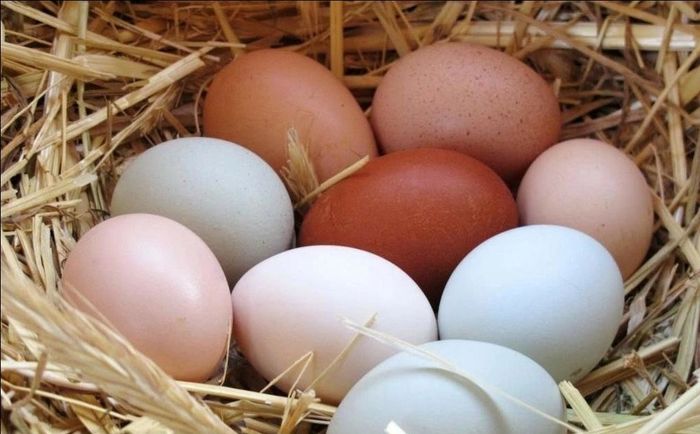 Яйца для инкубации 