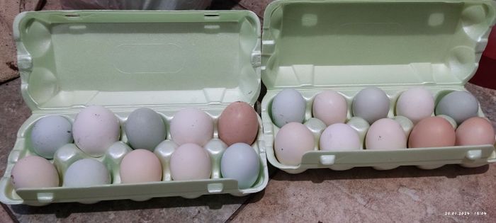 Инкубационное яйцо 