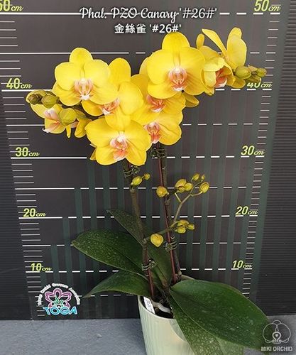  Орхидею Phal. Pzo Canary 26