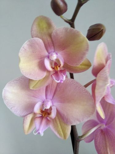 Орхидея Легатоподобная ароматная цветет