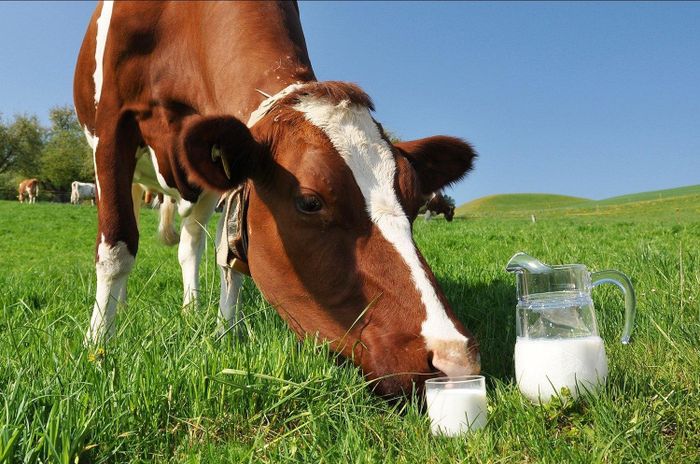 Продам коровье молоко, из своего подворья, 4,5% жирности