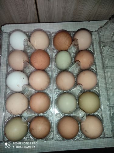 Домашняя яйцо 