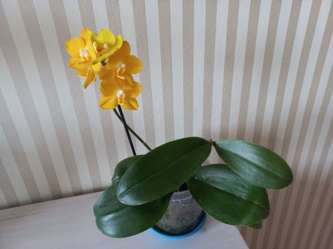 Орхидея детка Сого шито