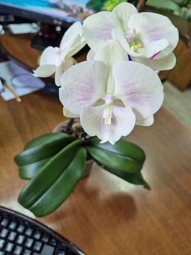 Орхидея азиат