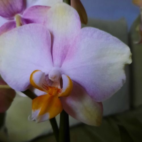 Орхидея Спаркс (детка с цветоноса)