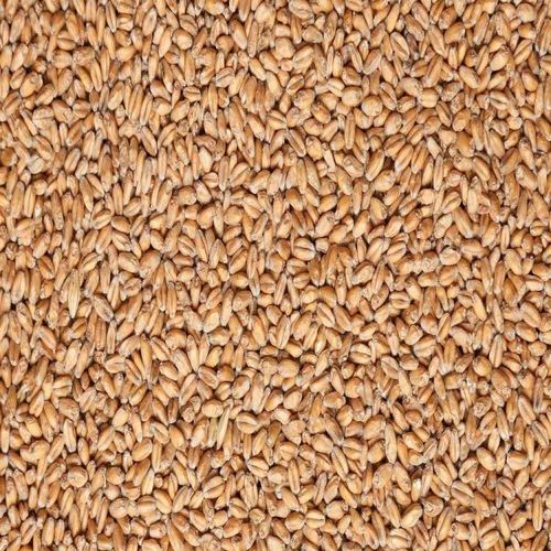 Зерно,пшеница 