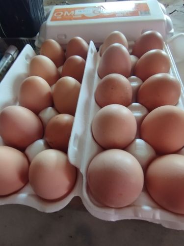 Инкубационные яйца, цыплята 