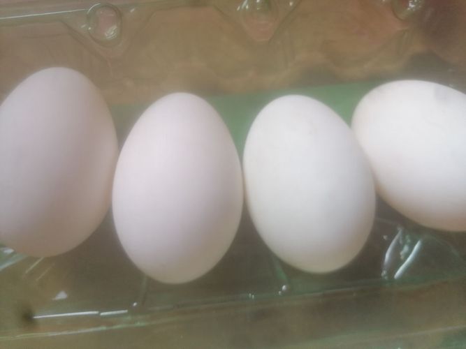 Продам инкубационное яйцо утиное