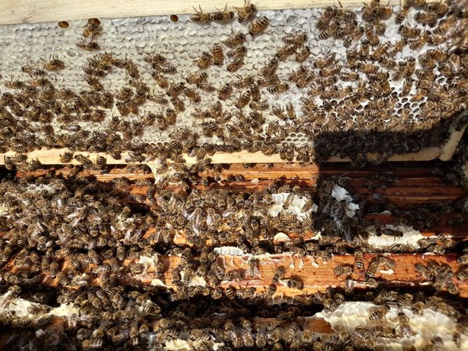 Пчелопакеты, отводки, семьи пчёл