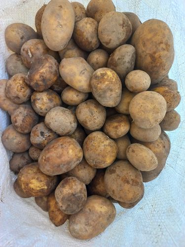 Домашний семенной картофель (семянка)