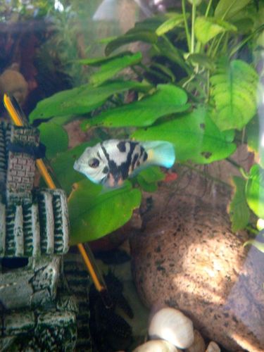 Аквариумная рыбка попугай Панда