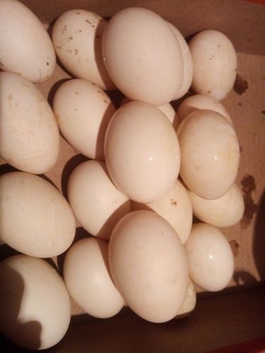 Яйца, утиные инкубационные