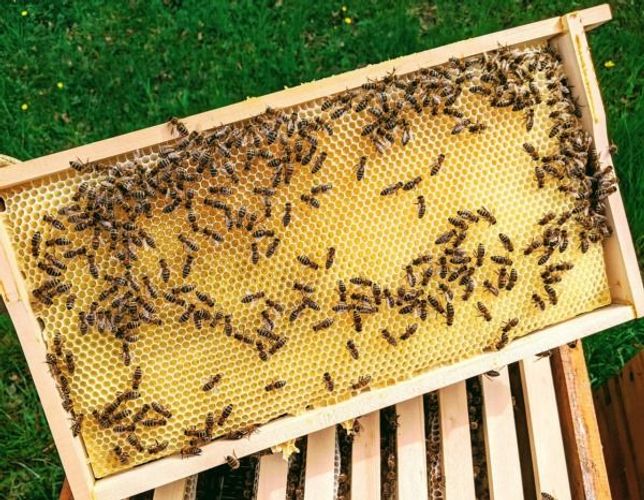 Пчелосемьи с собственной пасеки