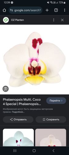 Орхидея Сосо 4