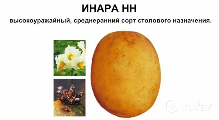 Картофель ИНАРА, семенной и продовольственный