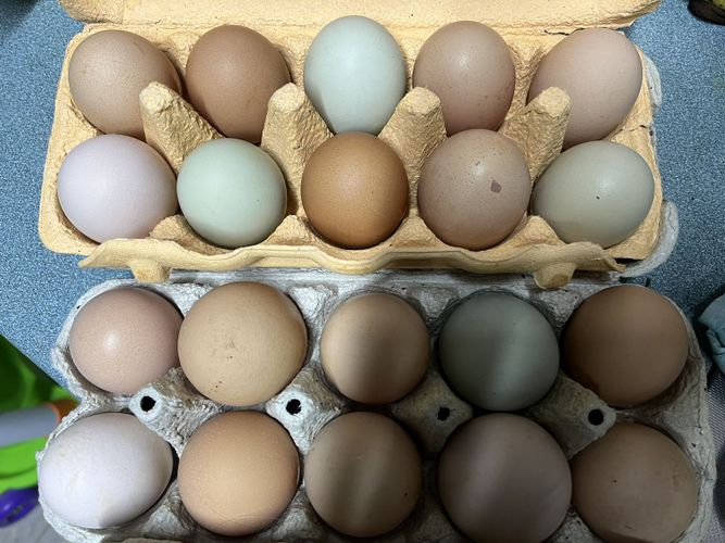 Яйцо куриное инкубационное и пищевое от разных пор