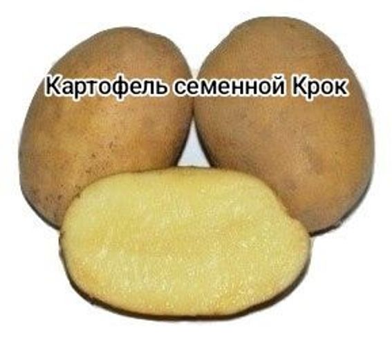 Семенной картофель Крок