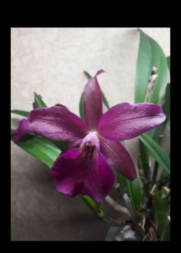 Орхидея каттлея 