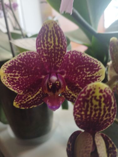 Орхидея Черри Бомб