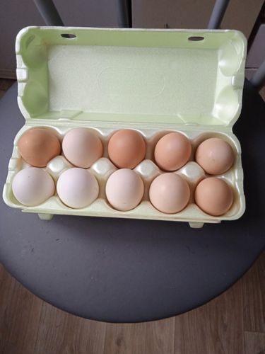 Яйцо от домашних кур