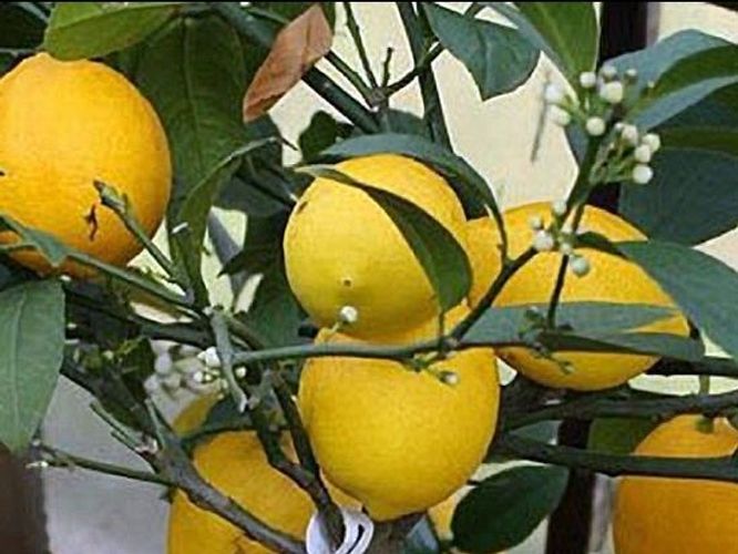 Саженцы комнатных лимонов