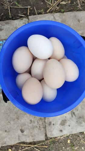 Яйца 
