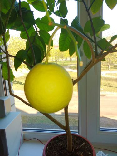 Комнатный лимон 