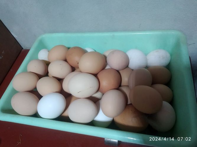 Яйцо куриное домашнее 