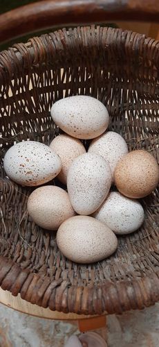 яйца индюшек и кур маранов 