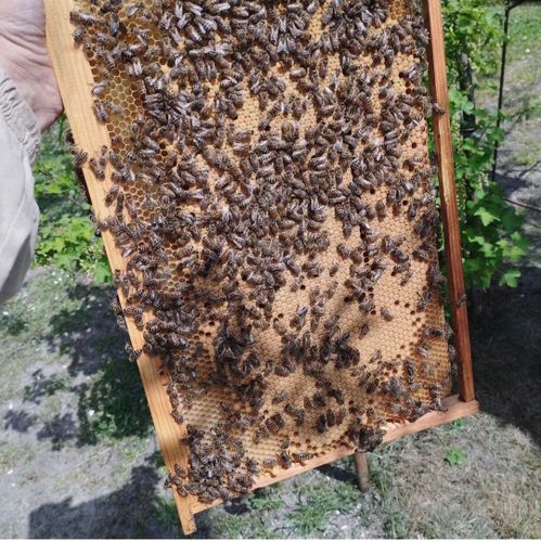 Пчелиная семья