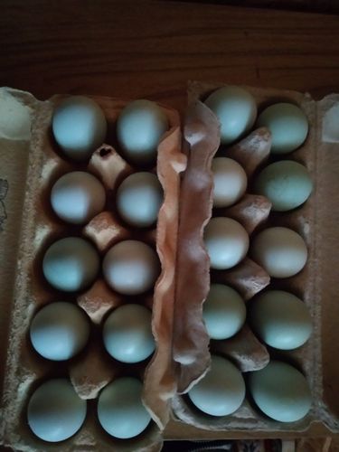 инкубационное яйцо билефельдер, амераукана лаванда