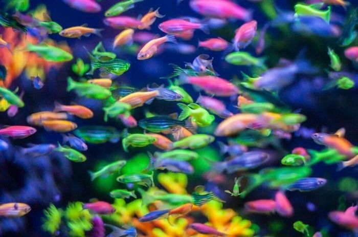 Рыбки в аквариум Данио гло