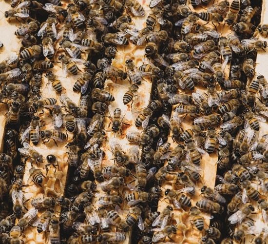 Пчелопакеты на Рутовскую рамку 230мм матки 2023