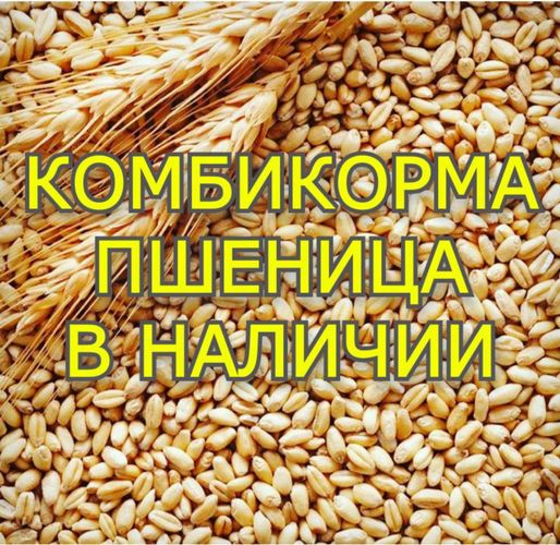 Зерно пшеницы 65 коп.кг, ячмень, кукуруза, овес