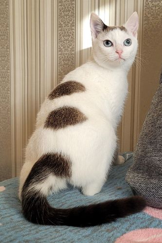 Флёр- голубоглазая кошка, стерилизована.