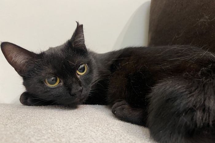 Черная кошечка котенок Шэлли ищет дом и семью 