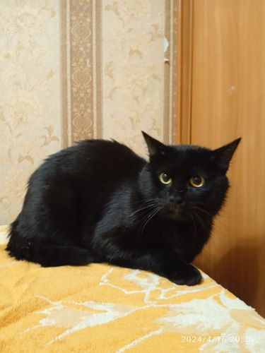 Черный котик Кузя спасён с улицы и ищет дом 